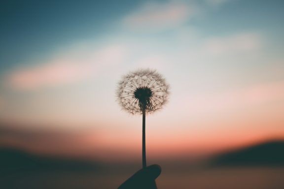 Build hope Dandelion in sunset